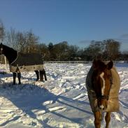 Hannoveraner Windsor D.