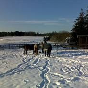 Hannoveraner Windsor D.