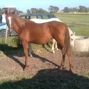 Anden særlig race Hvadlodeaf tiki