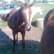 Anden særlig race Hvadlodeaf tiki