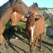 Anden særlig race Hvadlodeaf tiki