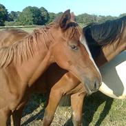 Anden særlig race Hvadlodeaf tiki