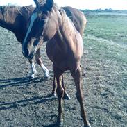 Anden særlig race Hvadlodeaf tiki