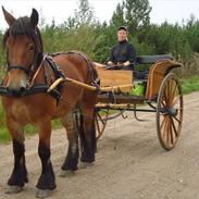 Belgier Amalia Bomlund