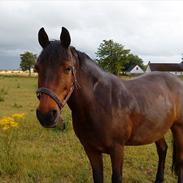 Anden særlig race vega<3elev ponze<3