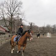 Anden særlig race Asterix SOLGT og DØD! 