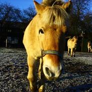 Fjordhest Ib (Rasmus)