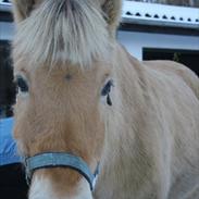 Fjordhest Ib (Rasmus)