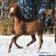 Arabisk fuldblod (OX) Bashir Royal