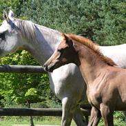 Arabisk fuldblod (OX) Bashir Royal