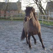 Islænder Óður fra Nautrup  [tidl.hest]