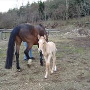 Palomino Østerhov's Blue Star