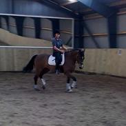 Hollandsk Varmblod Viva Hbc