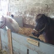 Islænder Molda (R.I.P) :'(