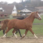 Dansk Varmblod Abrigent Østerskov 