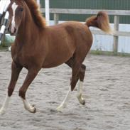 Arabisk fuldblod (OX) ST. A Alaiyah ox