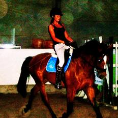 Ungarnsk Varmblod  Ramzes furioso Legény - død :'(