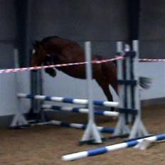 Ungarnsk Varmblod  Ramzes furioso Legény - død :'(