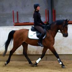 Ungarnsk Varmblod  Ramzes furioso Legény - død :'(