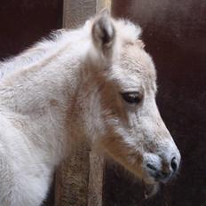 Fjordhest Thrane's Anemone