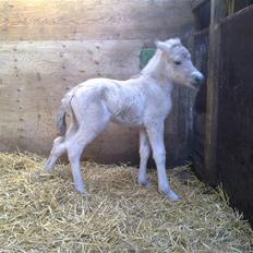 Fjordhest Thrane's Anemone