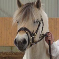 Fjordhest Bjørka Frølunde *død*