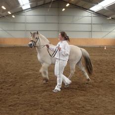 Fjordhest Bjørka Frølunde *død*