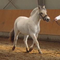 Fjordhest Bjørka Frølunde *død*