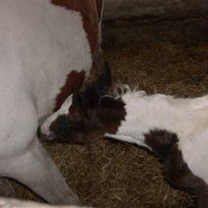 Pinto Triple Chocolate Nymark,,solgt.