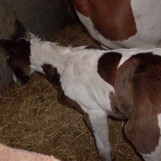 Pinto Triple Chocolate Nymark,,solgt.