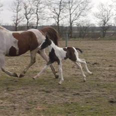 Pinto Triple Chocolate Nymark,,solgt.