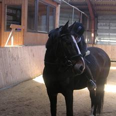 Anden særlig race Millenium Pride