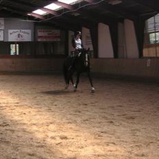 Anden særlig race Millenium Pride