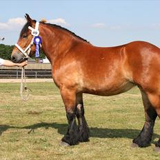 Belgier Amalia Bomlund