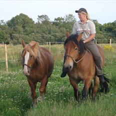 Belgier Amalia Bomlund