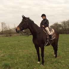 Dansk Varmblod Anita mors hest 