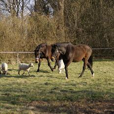 Dansk Varmblod Anita mors hest 