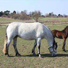 Connemara <3Asasara Hugin<3