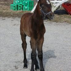 Connemara <3Asasara Hugin<3