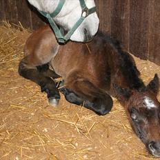 Connemara <3Asasara Hugin<3