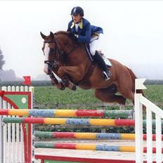 Fransk Varmblod Jeckill du Ry*Solgt*