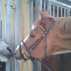 Fransk Varmblod Jeckill du Ry*Solgt*