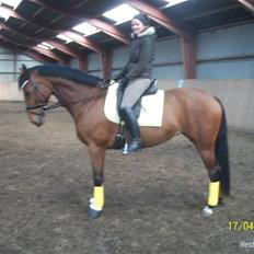 Dansk Varmblod Strandgårdens Cassiopeia SOLGT