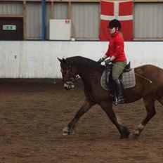 Welsh Cob (sec D) Thornvig Welsh Sensation
