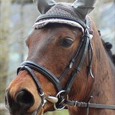 Anden særlig race Bounty <3 SOLGT