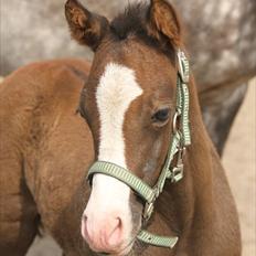 DSP GO Webmaster *solgt*