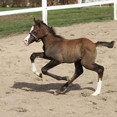 DSP GO Webmaster *solgt*