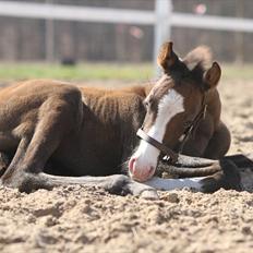 DSP GO Webmaster *solgt*