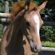 Arabisk fuldblod (OX) Bashir Royal