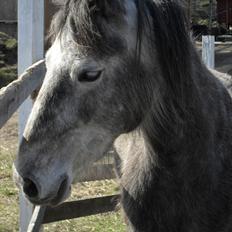 Anden særlig race | Stjerne